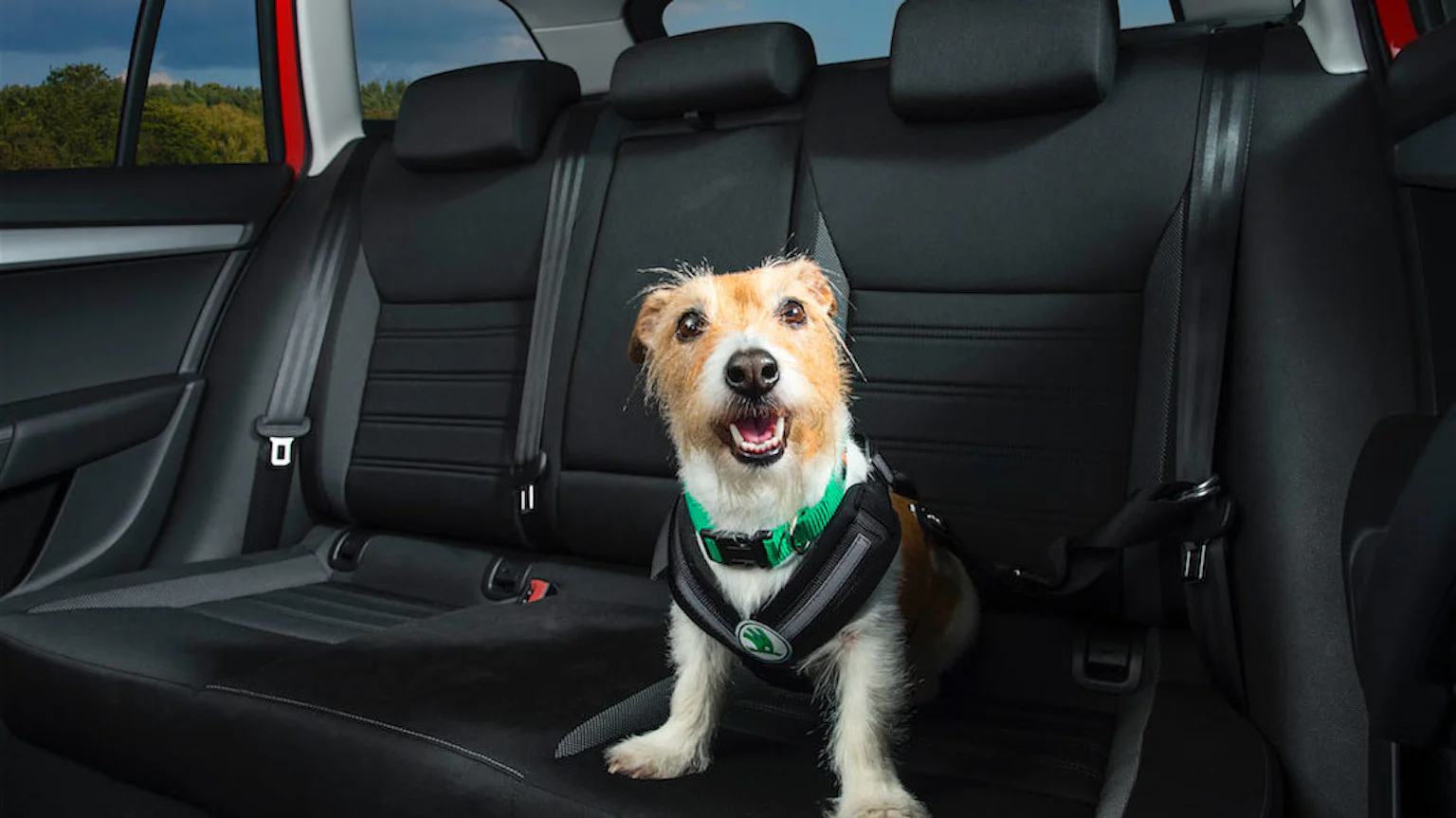 How To Travel With A Dog In A Car What Is The Law Carwow how-to-travel-with-a-dog-in-a-car-what-is-the-law-carwow