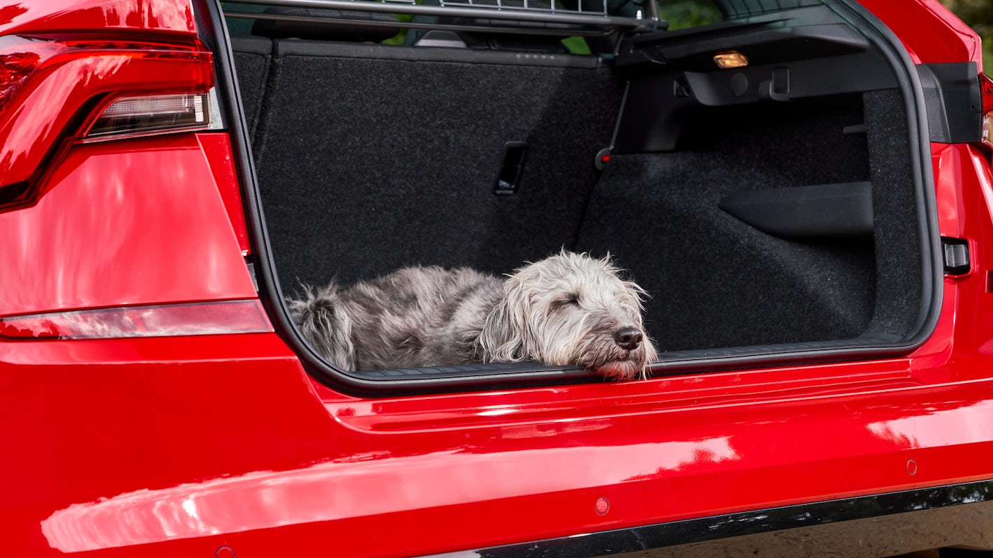 The top 10 best cars for dogs and dog owners