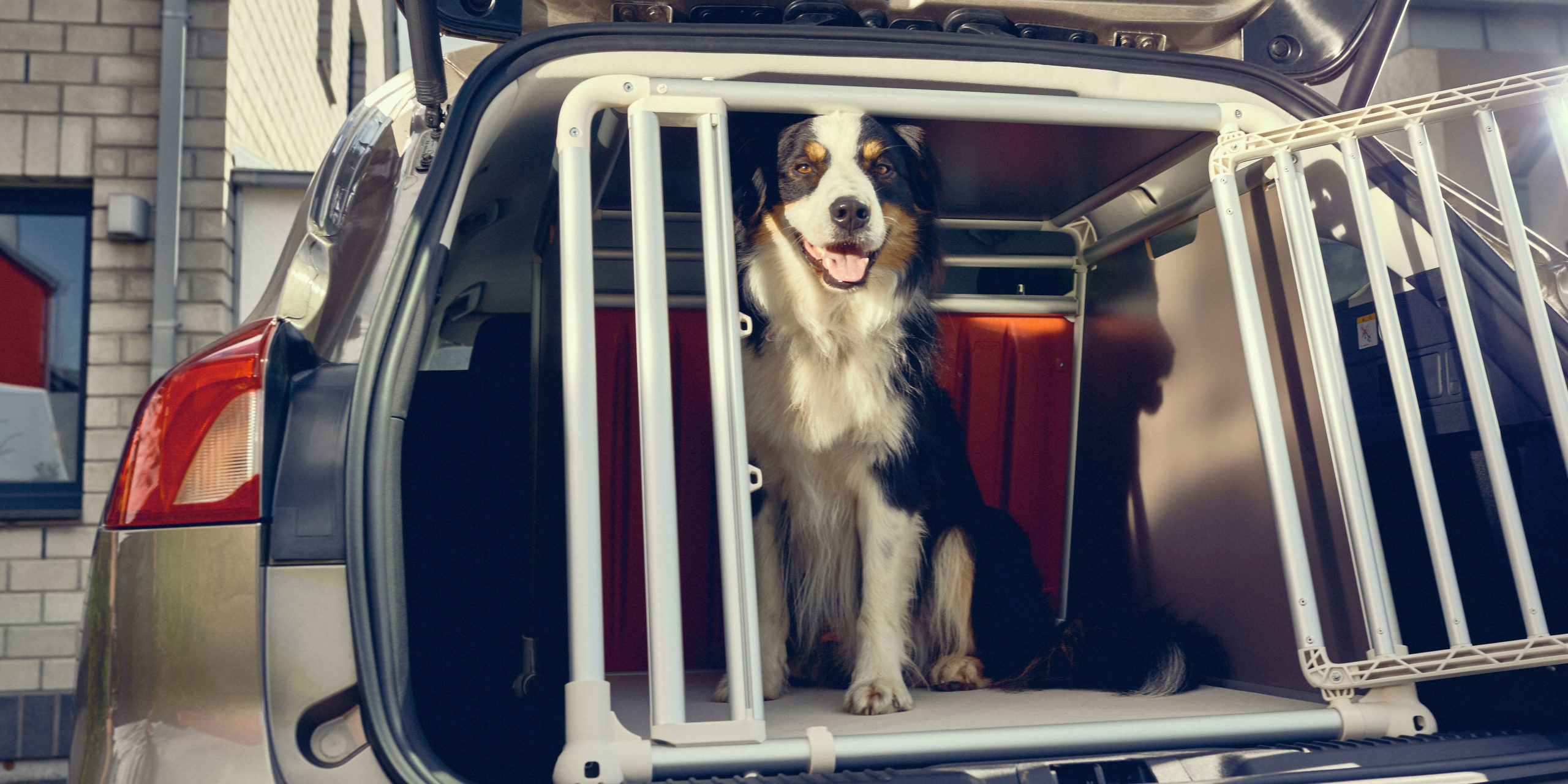 dog safety in car boot